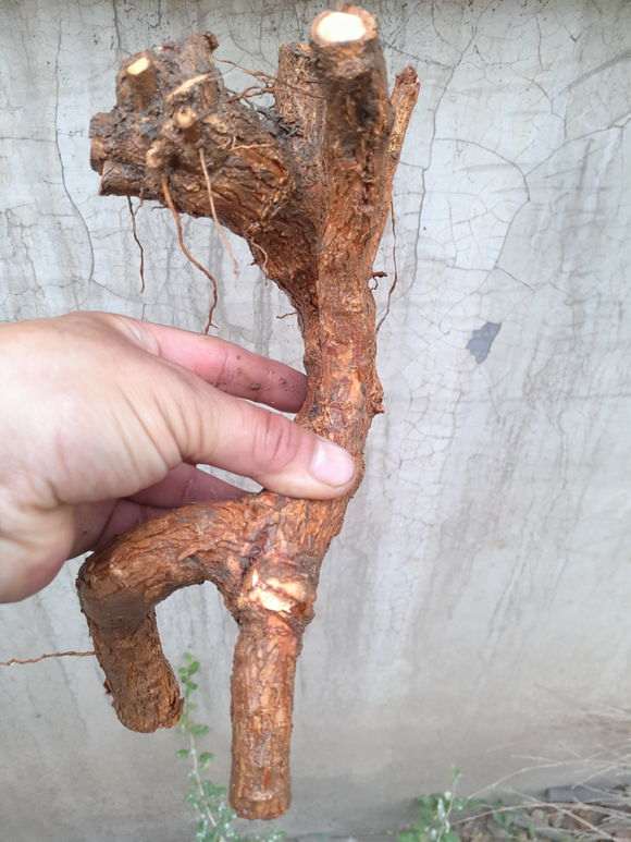 枸杞下山桩出芽后 怎么办 图片