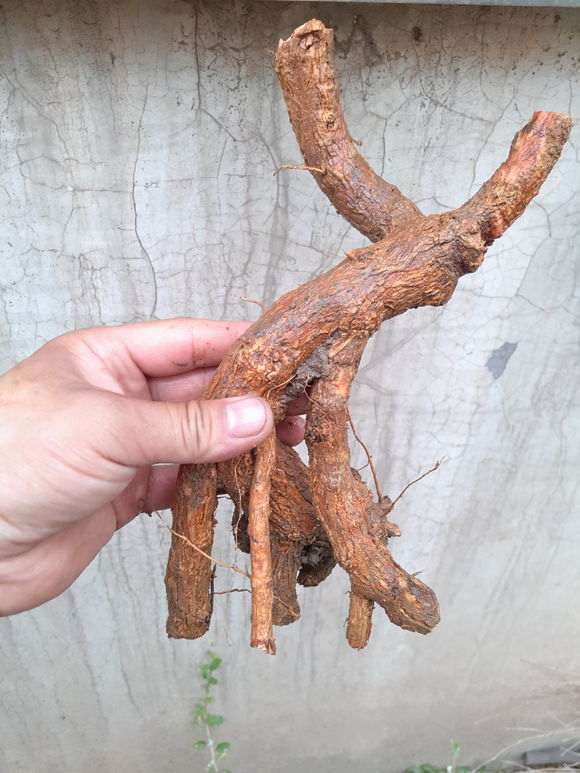 枸杞下山桩出芽后 怎么办 图片