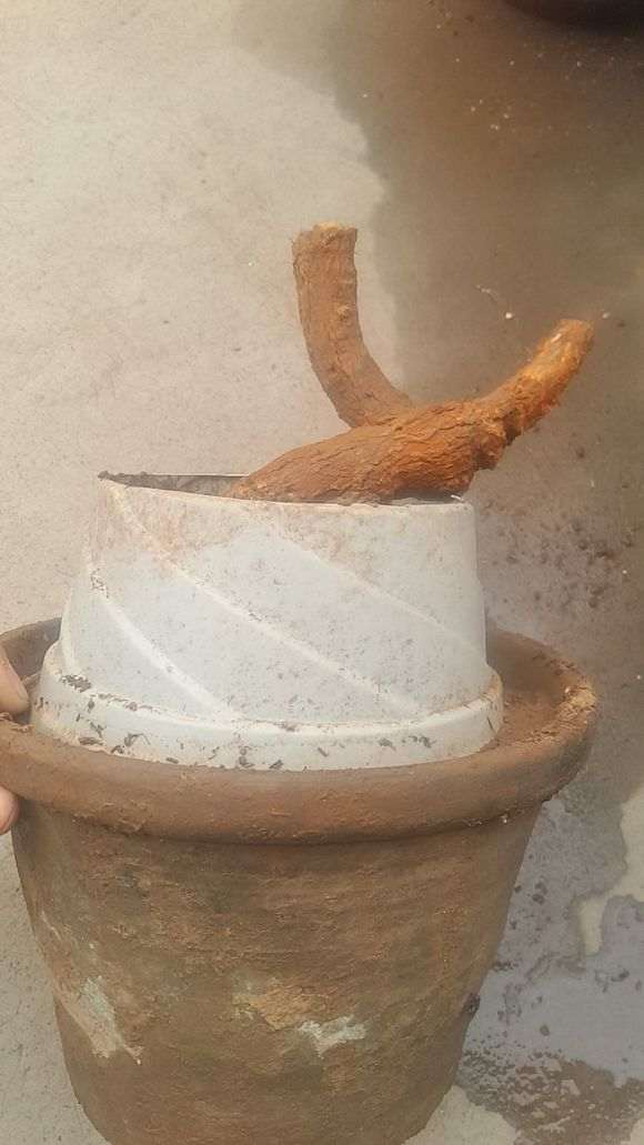 枸杞下山桩出芽后 怎么办 图片