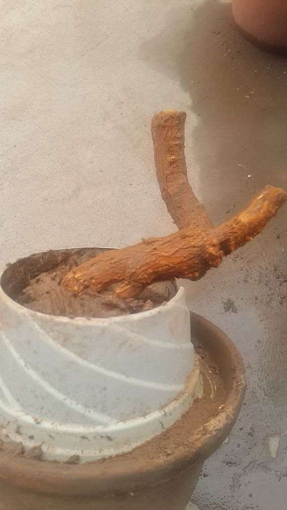 枸杞下山桩出芽后 怎么办 图片