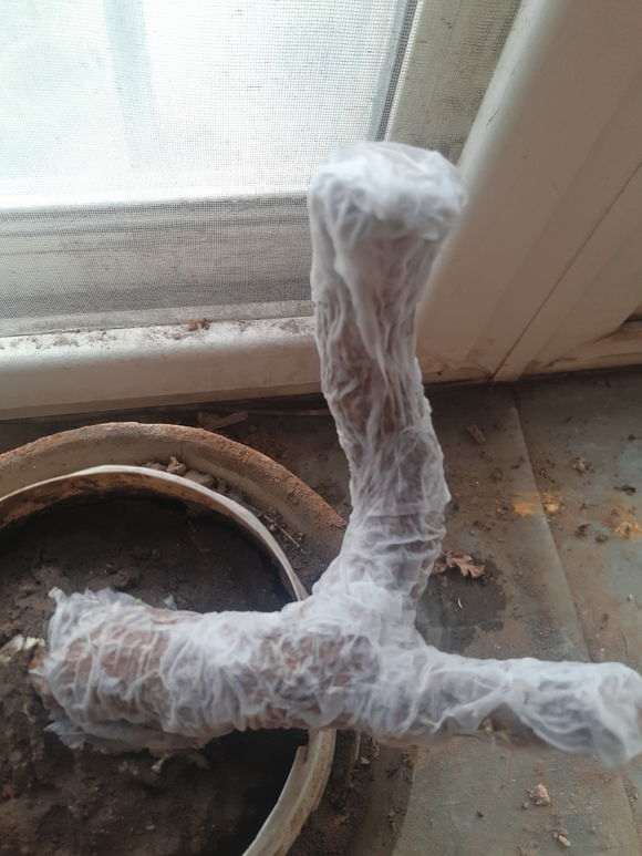 枸杞下山桩出芽后 怎么办 图片