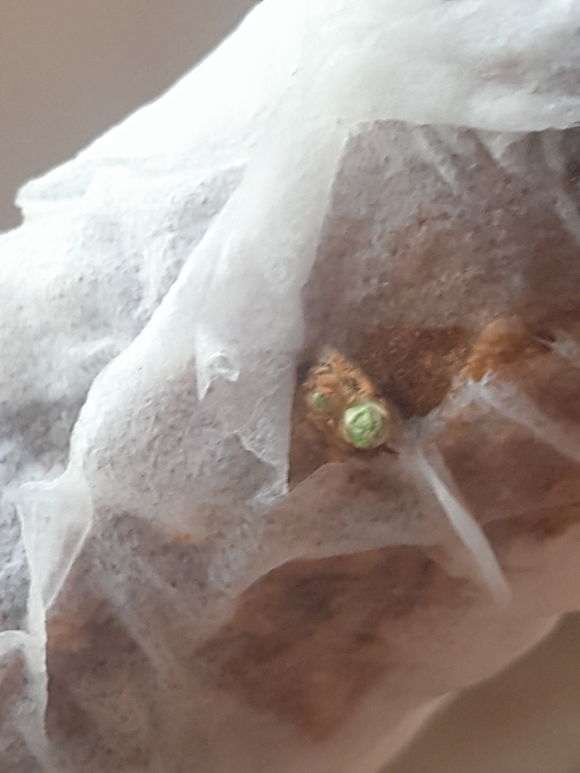 枸杞下山桩出芽后 怎么办 图片