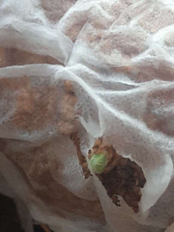 枸杞下山桩出芽后 怎么办 图片