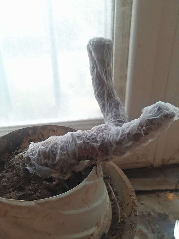 枸杞下山桩出芽后 怎么办 图片