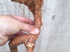 枸杞下山桩出芽后 怎么办 图片