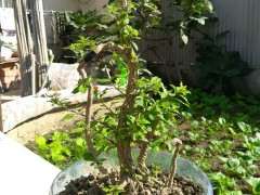 从地里挖出的枸杞下山桩根还能栽活吗 图片