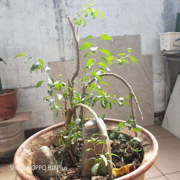 枸杞下山桩叶怎么蔫不唧的 怎么办 图片