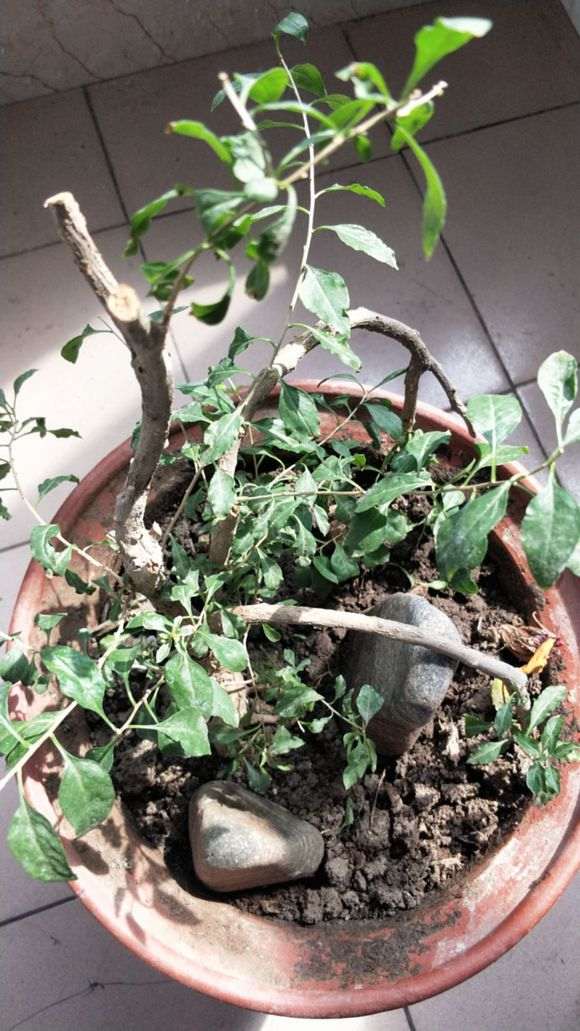 枸杞下山桩叶怎么蔫不唧的 怎么办 图片