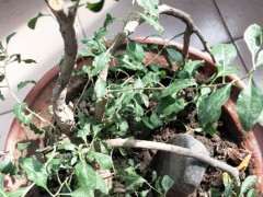 枸杞下山桩的叶子怎么蔫了 怎么办 图片