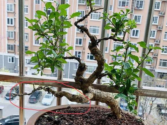 枸杞下山桩的下枝不发芽 怎么解决