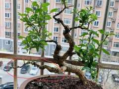 枸杞下山桩的下枝不发芽 怎么解决