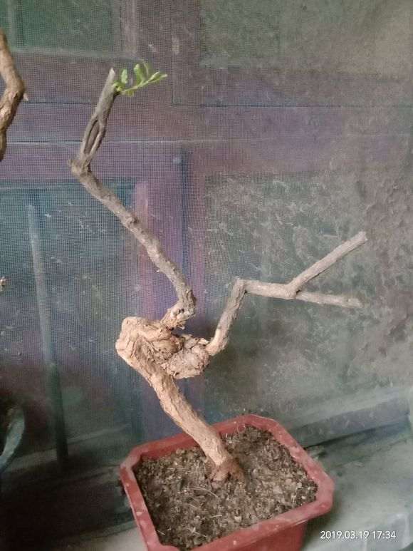 大神们枸杞下山桩用什么土种呀 图片