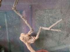 大神们枸杞下山桩用什么土种呀 图片