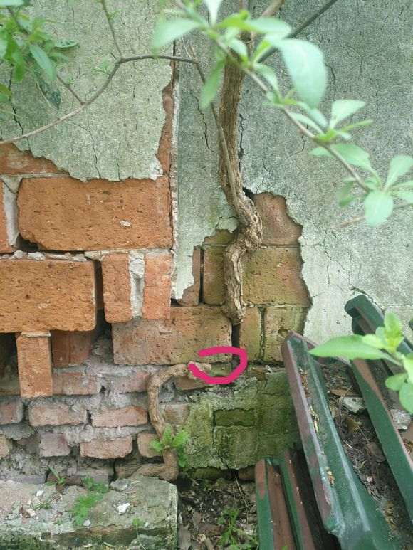 墙里面的枸杞下山桩 怎么挖 图片