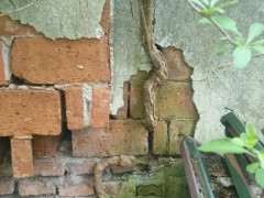 墙里面的枸杞下山桩 怎么挖 图片