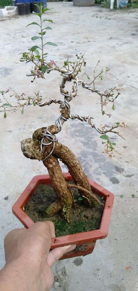 嫁接红黄双色枸杞下山桩 已经开花结果