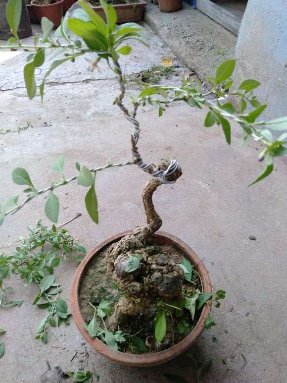 嫁接红黄双色枸杞下山桩 已经开花结果