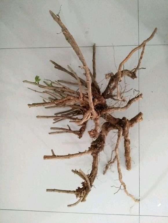 枸杞下山桩桩怎么修剪上盆的方法 图片