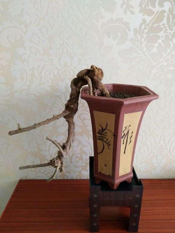 枸杞下山桩桩怎么修剪上盆的方法 图片