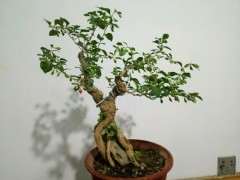 枸杞下山桩现在能放屋里吗 图片