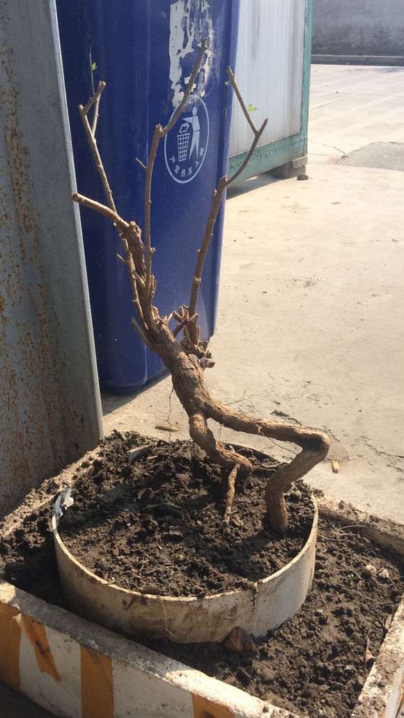 枸杞下山桩多少年能长这么粗 图片