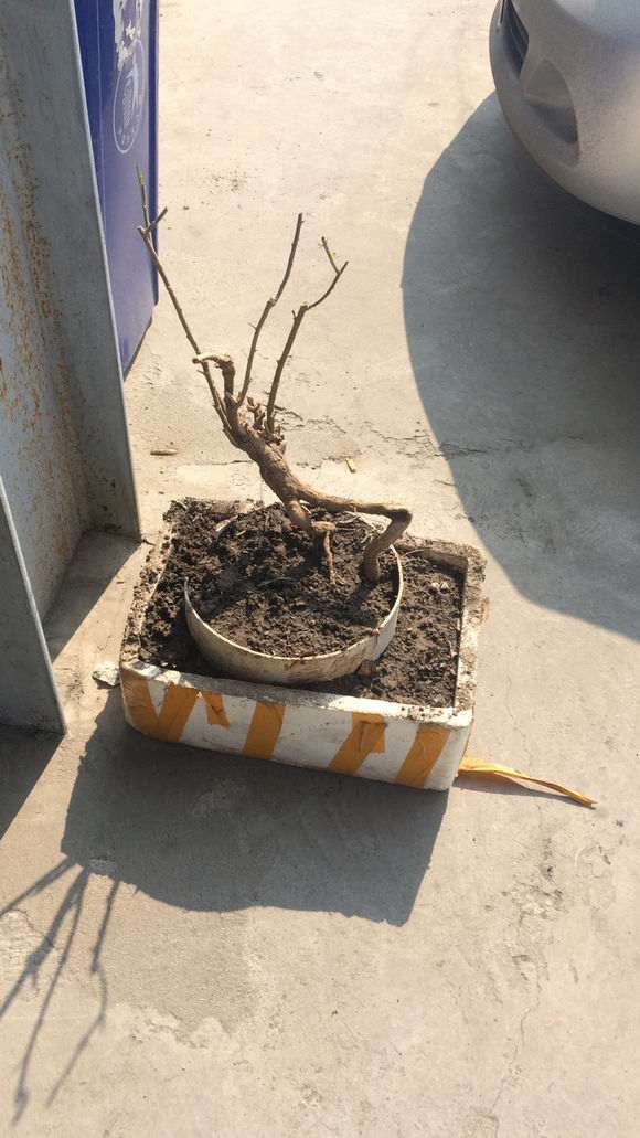 枸杞下山桩多少年能长这么粗 图片