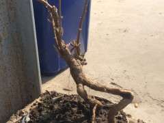 枸杞下山桩多少年能长这么粗 图片