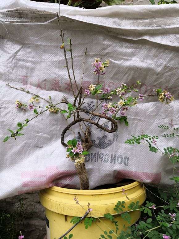 漂亮的枸杞下山桩 叫什么名字 图片