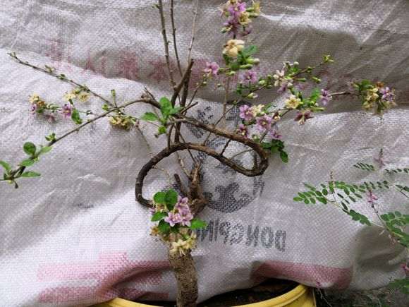 漂亮的枸杞下山桩 叫什么名字 图片