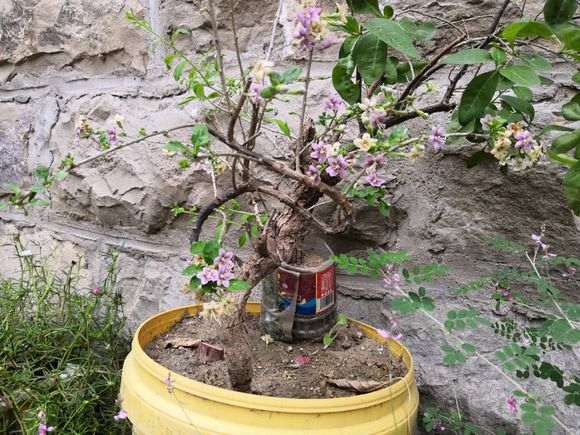 漂亮的枸杞下山桩 叫什么名字 图片