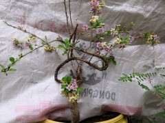 漂亮的枸杞下山桩 叫什么名字 图片