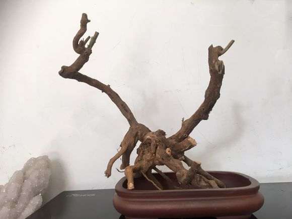 为什么枸杞下山桩很好发芽 图片