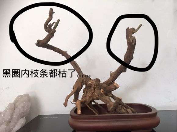 为什么枸杞下山桩很好发芽 图片