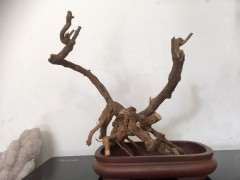 为什么枸杞下山桩很好发芽 用了套袋