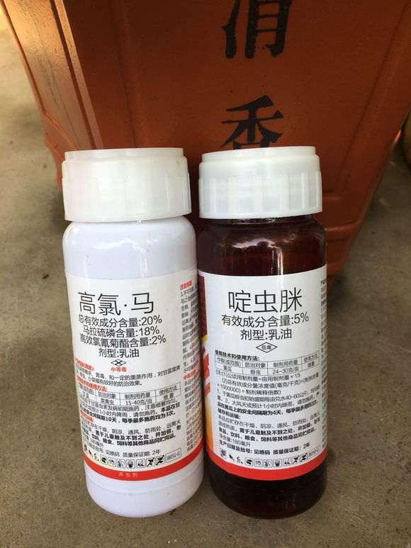 枸杞下山桩有白色虫子 用的什么药 图片