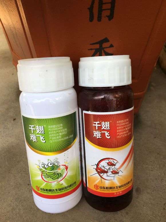 枸杞下山桩有白色虫子 用的什么药 图片