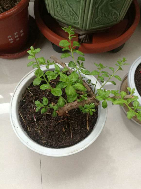怎么用用生根粉兑水泡枸杞下山桩 图片