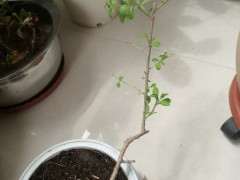 怎么用用生根粉兑水泡枸杞下山桩 图片