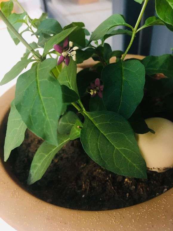 枸杞下山桩开花了怎样才能挂果 图片