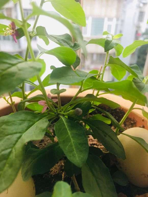 枸杞下山桩开花了怎样才能挂果 图片