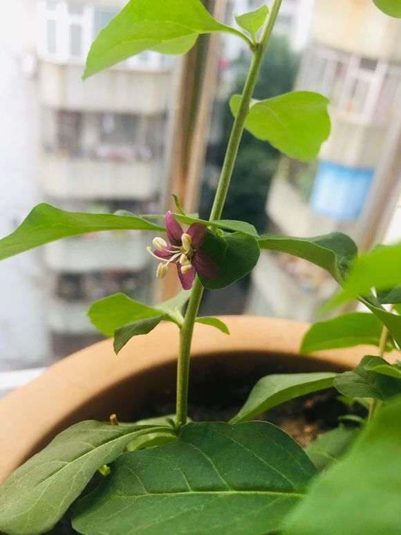 枸杞下山桩开花了怎样才能挂果 图片