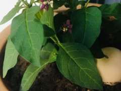 枸杞下山桩开花了怎样才能挂果 图片