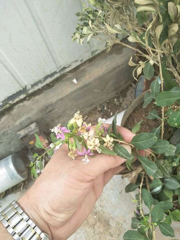 枸杞下山桩为啥只开花不结果了 图片