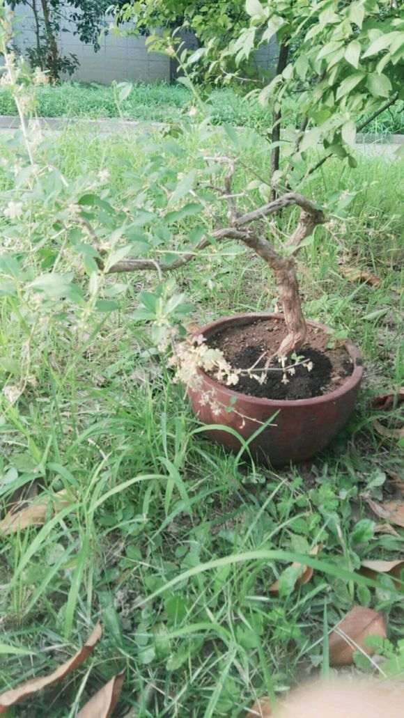 枸杞下山桩为啥只开花不结果了 图片