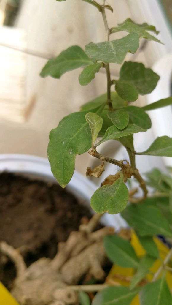 枸杞下山桩叶子枯萎掉落 怎么办 图片