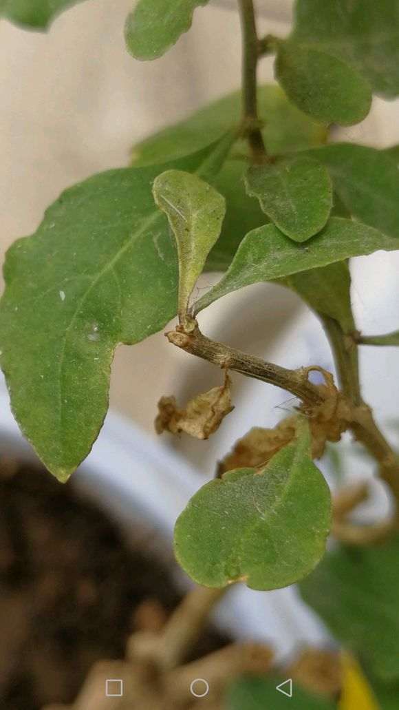 枸杞下山桩叶子枯萎掉落 怎么办 图片