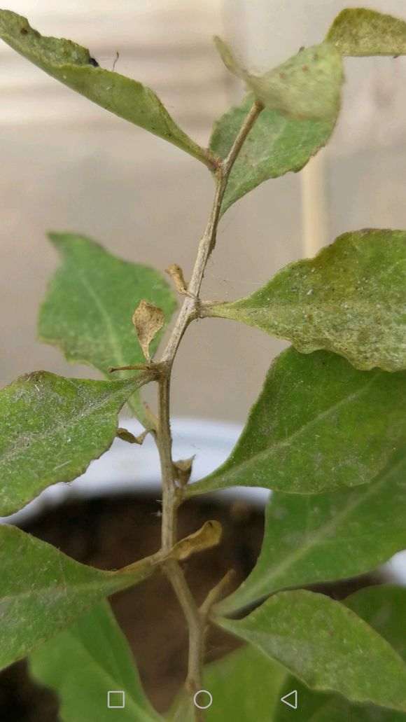 枸杞下山桩叶子枯萎掉落 怎么办 图片