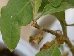 枸杞下山桩叶子枯萎掉落 怎么办 图片