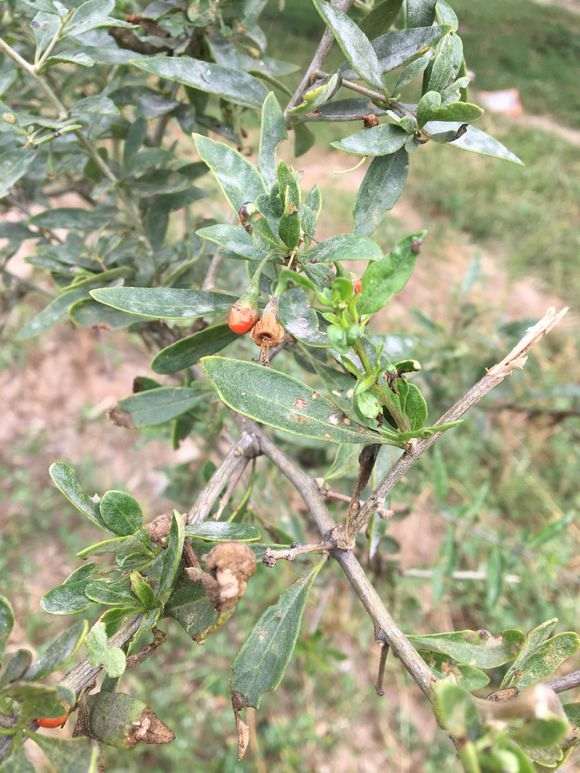 枸杞下山桩吗什么时候挖最好 图片