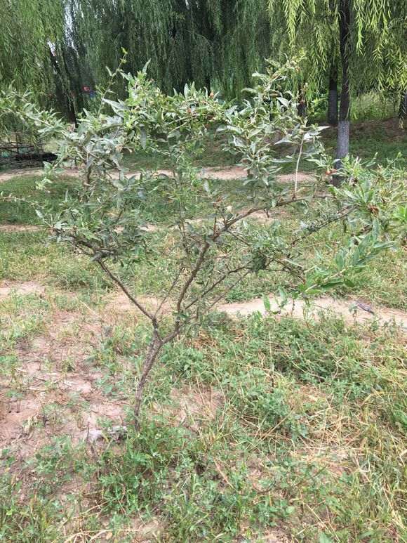 枸杞下山桩吗什么时候挖最好 图片